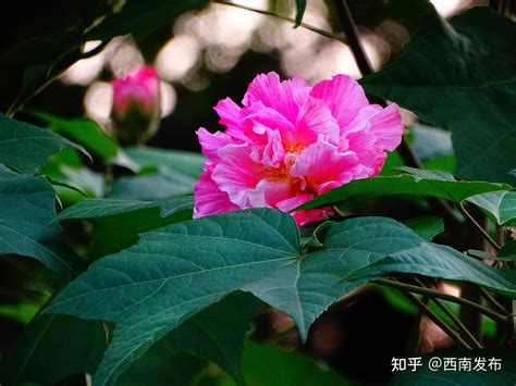 芙蓉樹風水|【芙蓉與風水】家裡養芙蓉花在風水學上有什麼講究嗎 